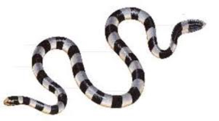 banded snake 0